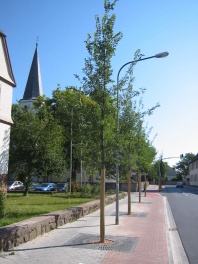Straßenbaumpflanzung 2007