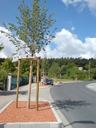 Straßenbaumpflanzung 2009